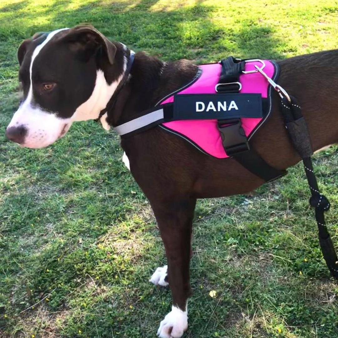 Personalized NO PULL Dog Harness