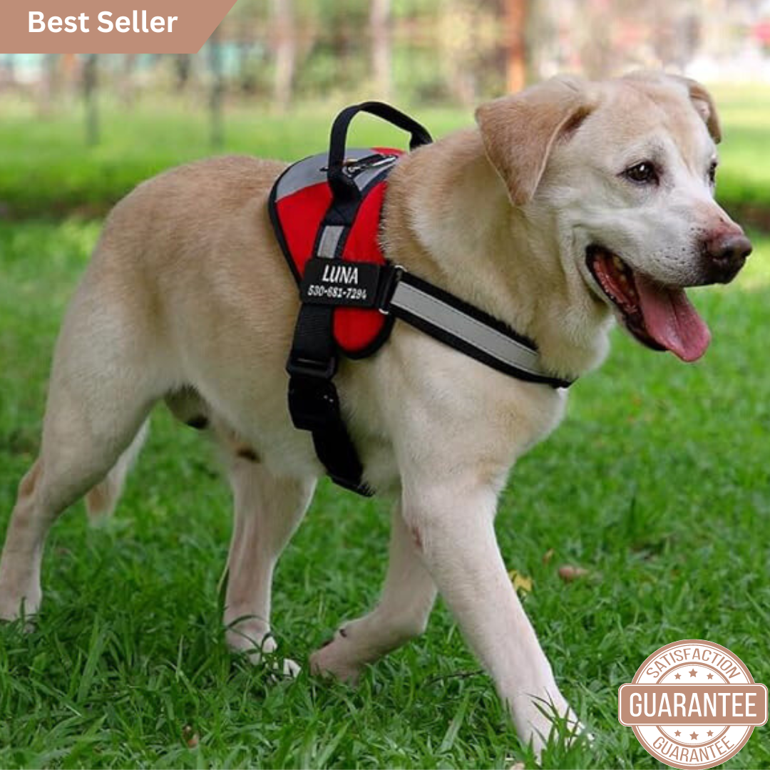 Personalized NO PULL Dog Harness