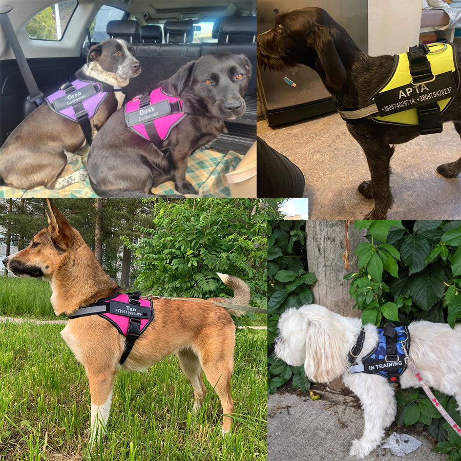 Personalized NO PULL Dog Harness