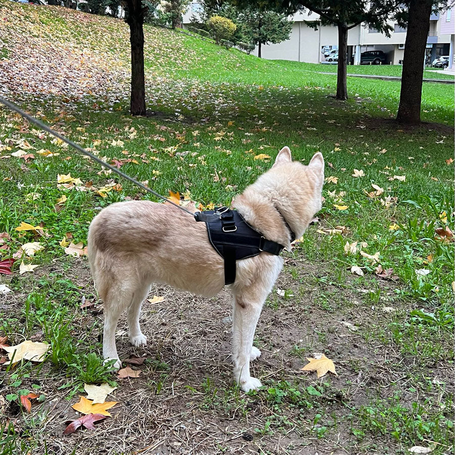 Personalized NO PULL Dog Harness